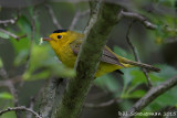 Wilsons Warbler