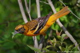 Baltimore Oriole