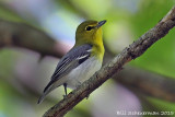 Yellow-throated Vireo