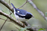 Black-throated Blue Warbler