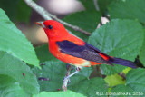 Scarlet Tanager