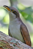 Yellow-billed Cuckoo