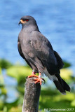 Snail Kite