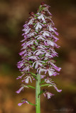 Purpurknabenkraut (Orchis purpurea) (Nahansicht)