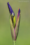 Sibirische Schwertlilie (Iris sibirica) 3