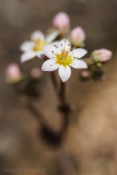 Buckel-Mauerpfeffer (Sedum dasyphyllum)