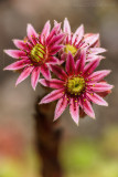 Hauswurz (Sempervivum montanum) 3