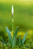 Frühlingserwachen