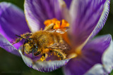 Little Bee