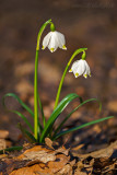 Märzenbecher (Leucojum vernum) 9