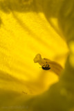 Flower Climber