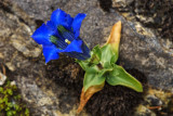 Schmalblättriger Enzian (Gentiana angustifolia vill.)