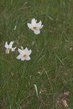 Narciso: Narcissus