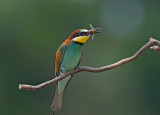 Gruccione: Merops apiaster. En.: European Bee-eater