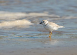 Corriere canoro: Charadrius melodus. En.: Piping Plover