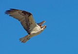 Falco pescatore: Pandion haliaetus carolinensis. En.: Osprey