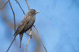 Red-winged Blackbird - Adult female