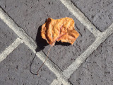 Leaf.JPG