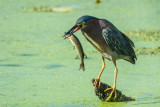 green heron 2