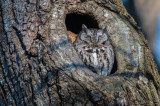 Eastern Screech Owl