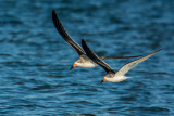 Black Skimmers (immature)