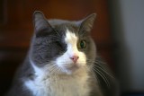 Sox (1999-2015)