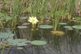 North Everglades -shower head Lily