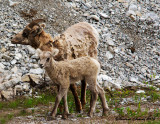 Stone Sheep, Lake-Maligne, Jasper BC