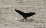 Hump Back Whale diving 