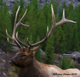 Madison River Bull Elk, Yellowstone National Park