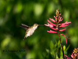 Ruby-Thorated-Female