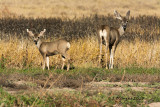 Mule Deer, Bosque Del Apache, New Mexico
