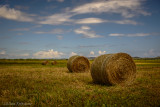 Hay harvest