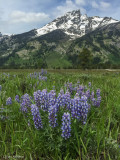 Lupine Meadows