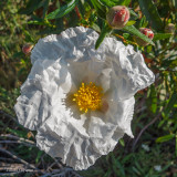 Crepe flower