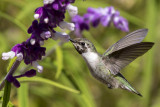 9/30/2013  Costas Hummingbird