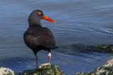 5/26/2014  Oystercatcher