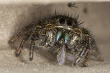 3/6/2015  Jumping spider with meal