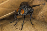 6/6/2016  Fly on dead leaves