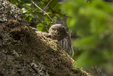 7/1/2016  Pygmy Owl