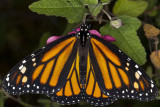 12/29/2016  Monarch butterfly