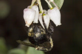 1/7/2017  Bee on Arctostaphylos sp.