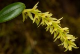 Bulbophyllum-0677.jpg