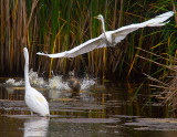 Chase  grebe chasing American egret away from the grebes young  _MG_4542.jpg