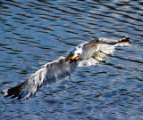 seagull with lunch .jpg