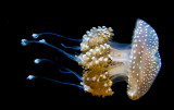 Monterey Bay Aquarium Jellyfish _MG_7743.jpg
