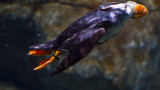 Pufin swimming underwater Monterey Bay Aquarium  _MG_9040.jpg