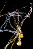 complex tangled black sea nettle jellyfish _MG_7738.jpg