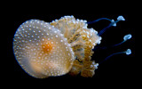jellyfish _MG_7749.jpg