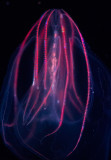 comb jellyfish_MG_7794.jpg